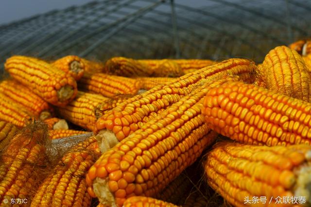 鲅魚圈玉米最新價格及分析概述
