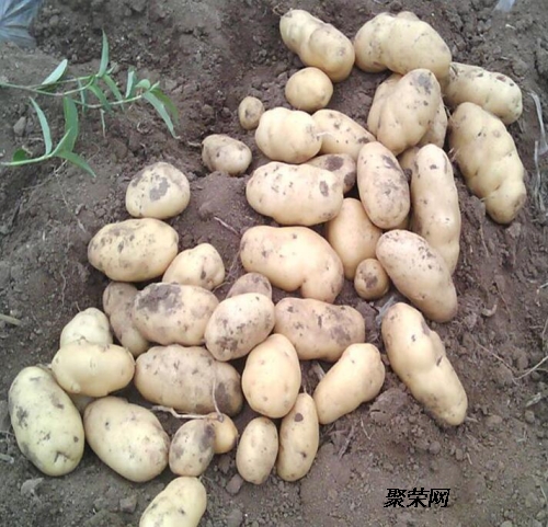 山東土豆價(jià)格最新行情報(bào)告