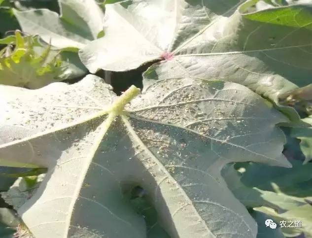 棉花蚜蟲防治新方法揭秘，最新防治策略全解析